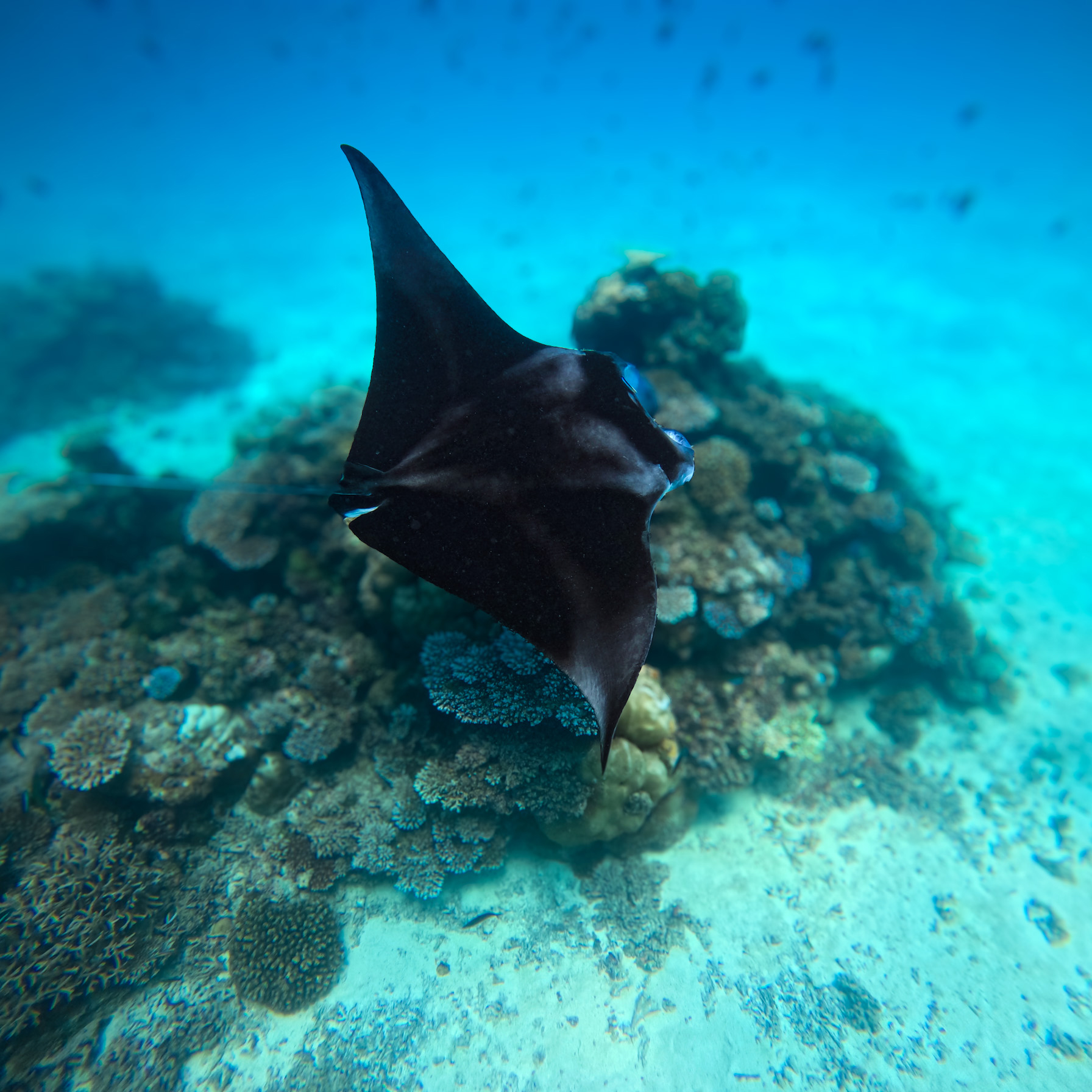 DCIM100GOPROGOPR0948.JPG