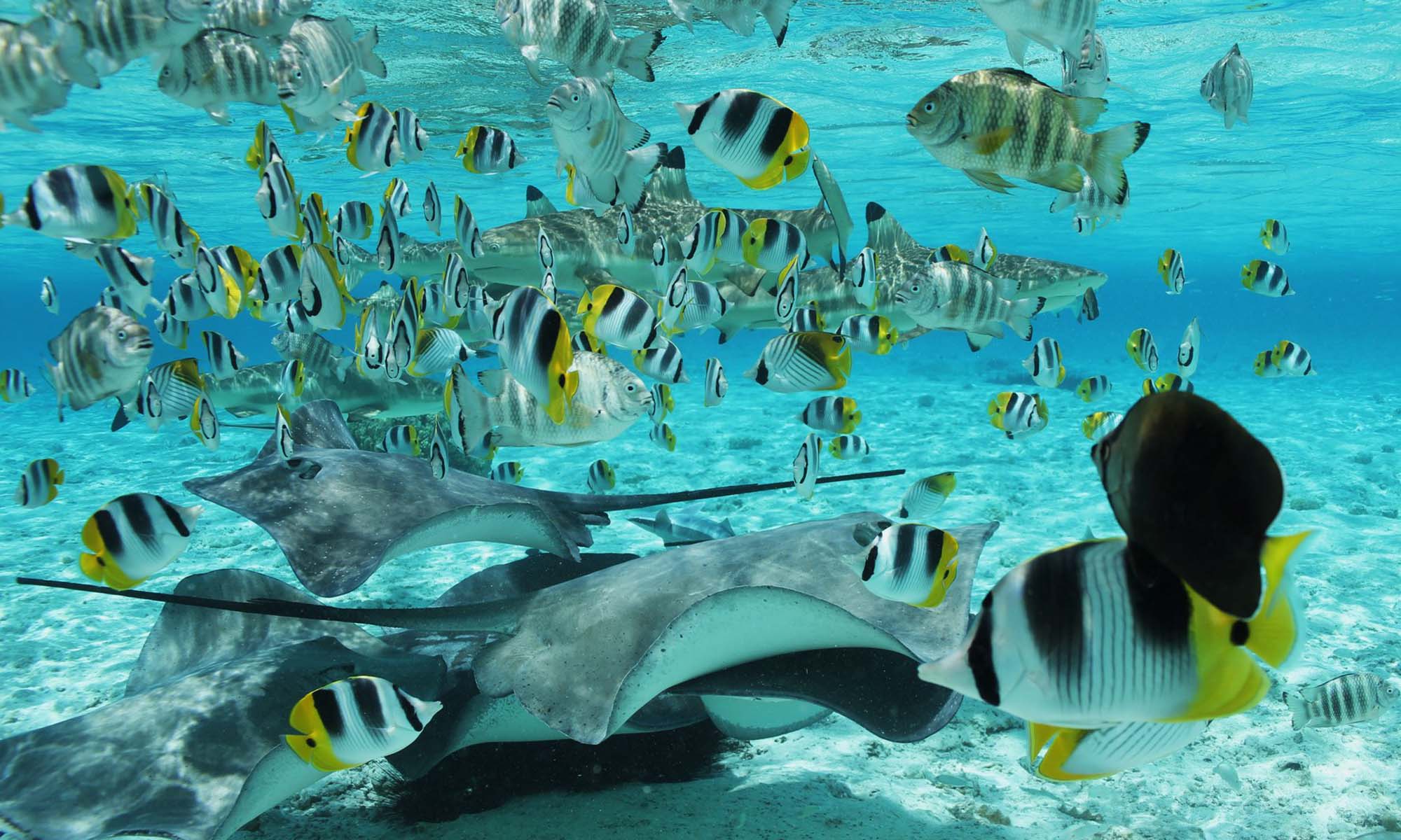 stingray and black tipped sharks